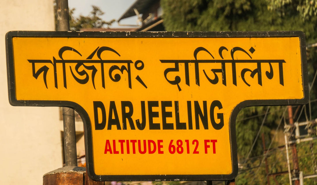 Darjeeling First Flush manufacture at Chamong