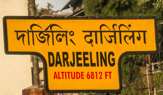 Darjeeling First Flush manufacture at Chamong