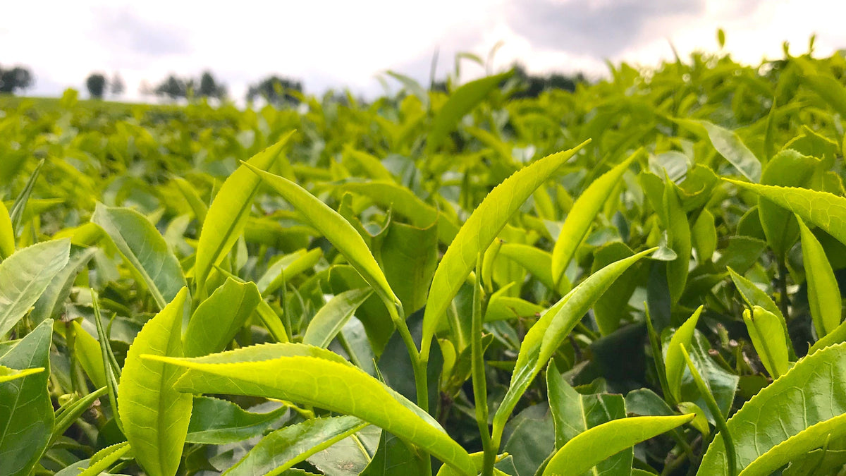 Jambo!!! Kenyan Tea of The Month – Two Spoons Tea