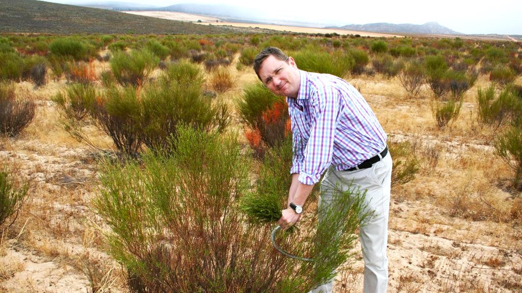 Harvesting Redbush or Rooibos or even Rooibus