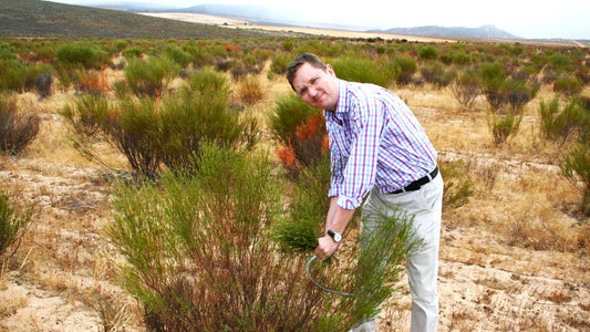 Harvesting Redbush or Rooibos or even Rooibus